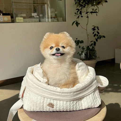 INS Cute Bear Pet Outing Crossbody Shoulder Bag Large Capacity Breathable Cat Puppy Bichon Teddy Dog Bag Cat Bags Dog Su — photo 3