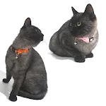 miniatures image - 11