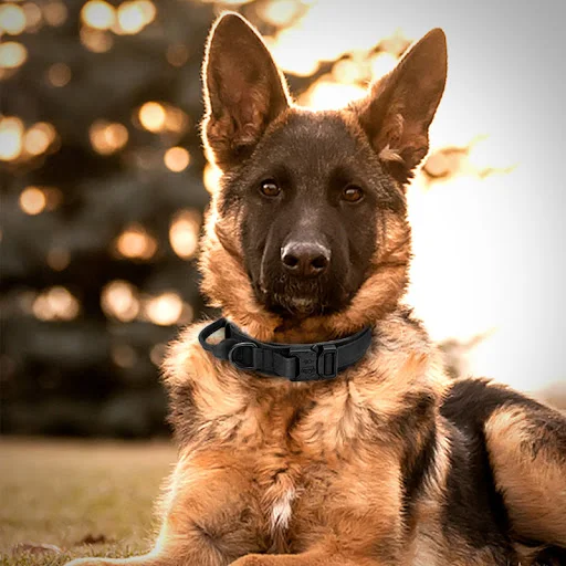 Title 4, Nylon Pet Collar for Medium and Large Dogs Dura...
