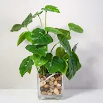 miniatures image - 2