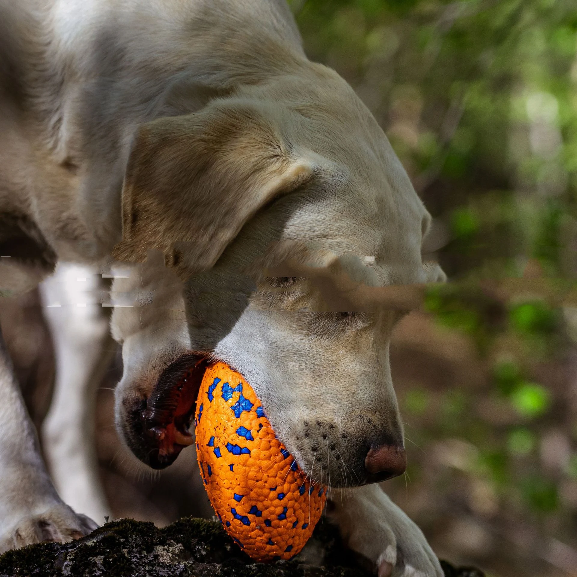 Title 3, Teeth-Resistant Pet Dog Chewing Toy Football. D...