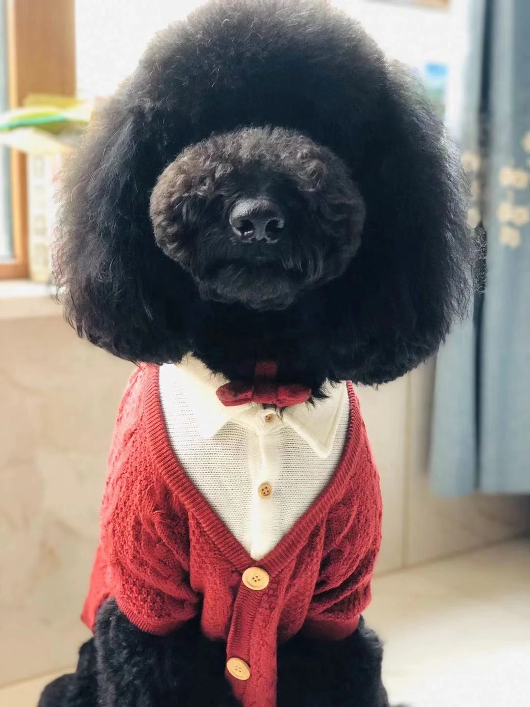 Title 1, Fake Cardigan for big dog clothes, with two big...