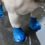Summer Dog Balloon Foot Cover Rain Boots Go Out — photo 5
