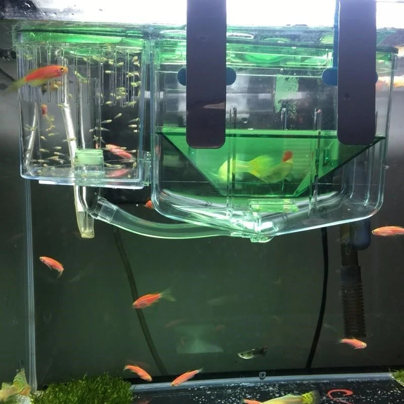 Title 2, Hatching box for sick guppy fish, isolation box...