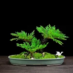 miniatures image - 5
