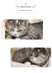 White Collar Anti-bite Bath Nail Scissors, Anti-scratch Anti-licking Pet Artifact, Cat Head Cover for safe grooming and — photo 4