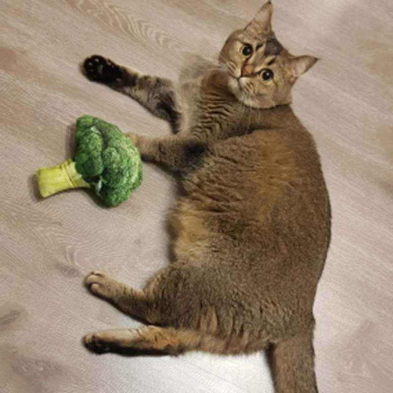 Title 9, Squeaky Pet Cat Toys for Cats Catnip Plush Cat ...