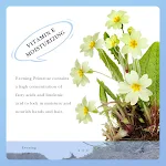 miniatures image - 10