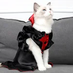 Cat Halloween Vampire Transformation Costume — photo 4