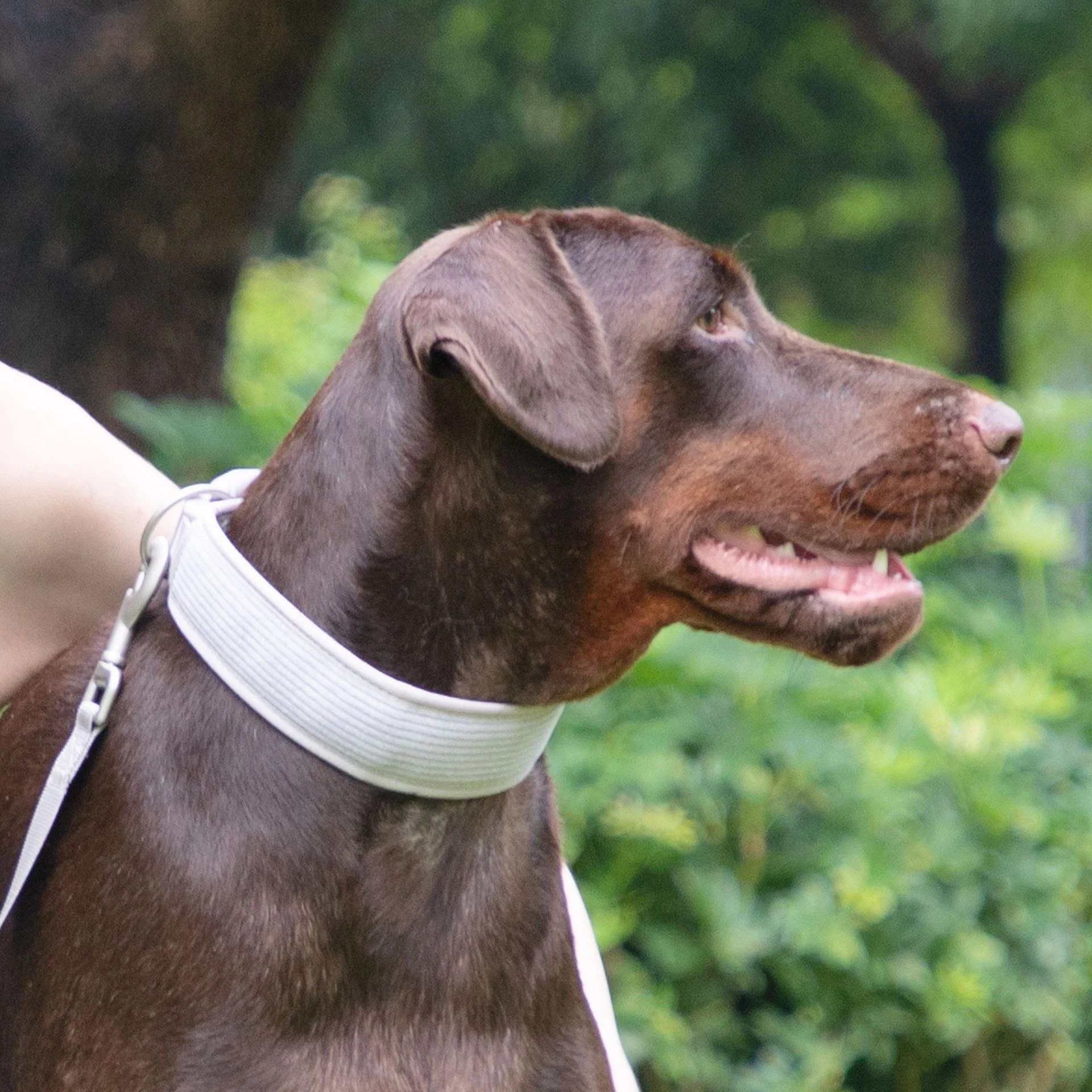 Cross-border Gentleman Gray Corduroy Pet Collar Chest Strap Suit for Comfortable Walks, Stylish Design, Durable Quality, — photo 18