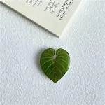 M143 Ming Pulse Philodendron