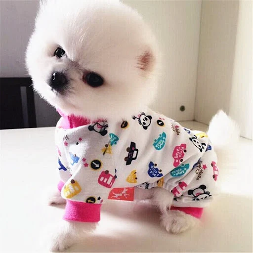 Title 5, Ropa elástica para perros para las cuatro estac...
