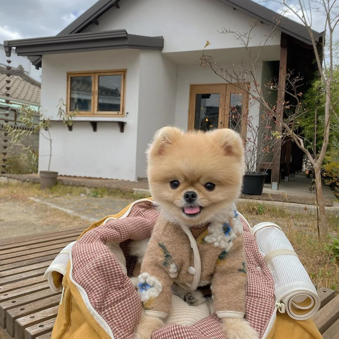 Title 4, Neuer warmer Lammwolle-Blumen-Hundepullover. Sc...