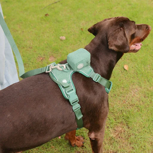 Title 2, Chest And Back Dog Backpack Suit for Comfortabl...