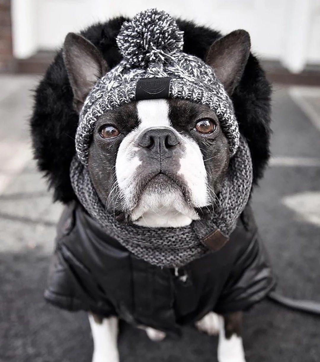 Title 10, Winter Fashion Dog Hat Windproof Fluffy Knitted...