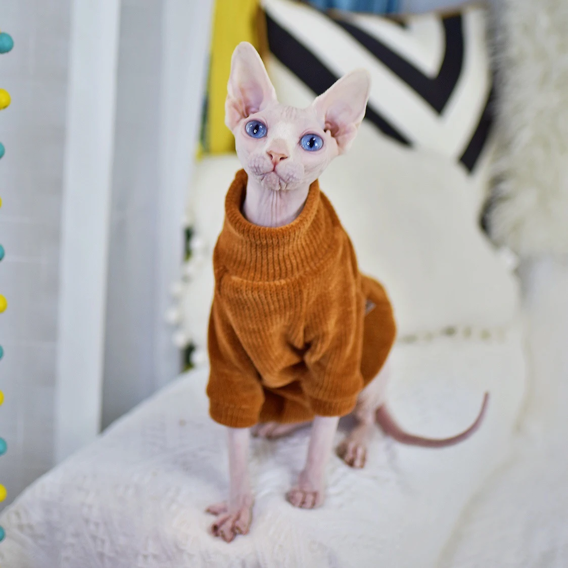 Title 5, Neil Rong Sphinx Hairless Cat Clothes, breathab...