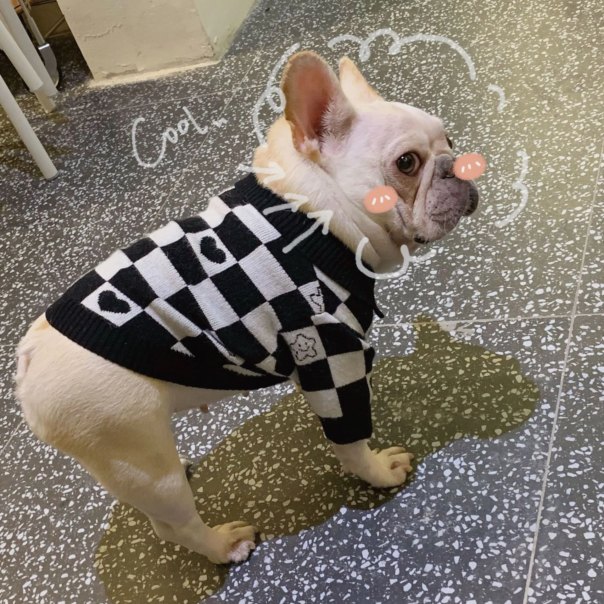 Title 6, Dog Cat Fighting Schnauzer Kitten Winter Sweate...