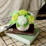 Hydrangea