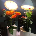 miniatures image - 2