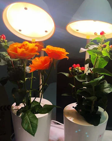 Image product - 2