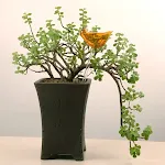 Automatische vogelwatergever Transparante glazen pastorale decoraties Eenvoudig planten water geven en een landelijke uitstraling voor tuin en huis. — foto 12