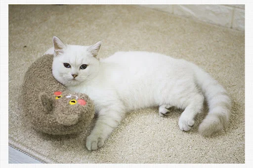 Title 4, Sleeping Companion Cat Sleeping Cat Mat Sanshen...