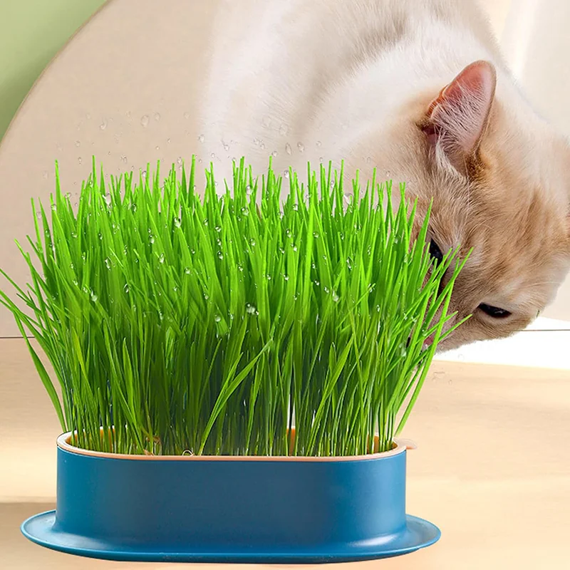 Title 4, Colorful Pet Cat Sprout Dish Growing Pot Hydrop...